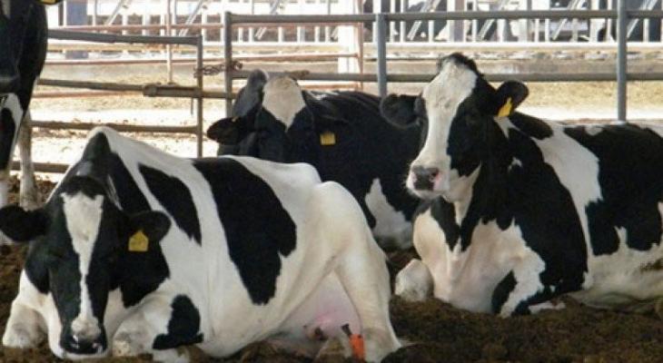الزراعة بغزة تكشف لـ"خبر" تفاصيل وقف استيراد أبقار أعمارها فوق الـ3 سنوات