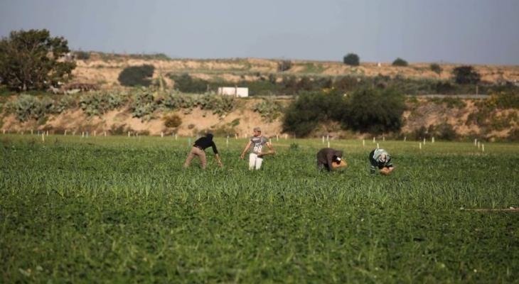 إصابة مزارع برصاص الاحتلال أثناء عمله داخل أرضه شرق خانيونس