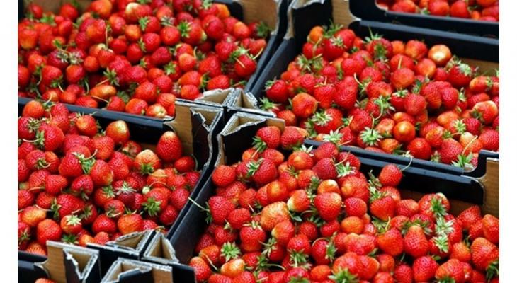 السعودية تقرر عدم استيراد الفراولة من مصر