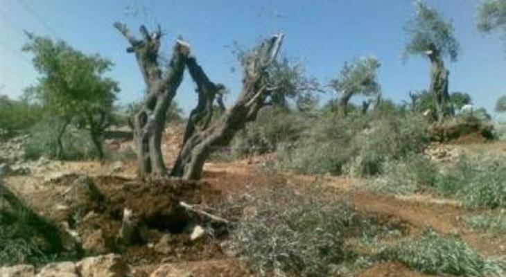 مستوطنون يقطعون 43 شجرة زيتون جنوب نابلس.jpg