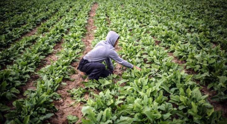 الزراعة بغزة