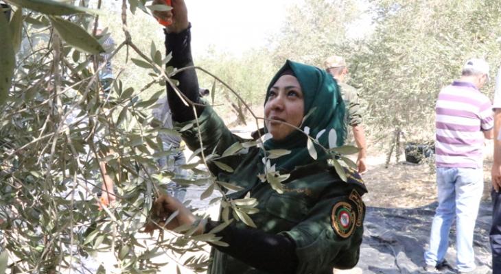 هيئة الجدار تختتم حملة قطف الزيتون في الخليل