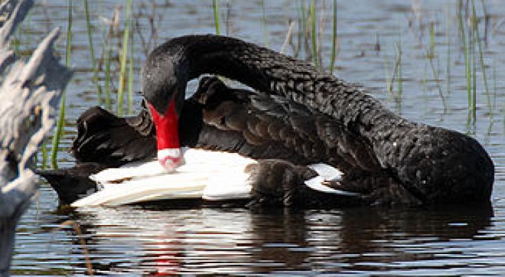 330px-Cygnus_atratus_-_preening_feathers