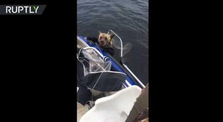 بالفيديو : صياد روسي ينقذ دبين صغيرين من الغرق!