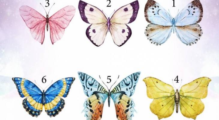 butterflies-slide-jpg-16460264916082147