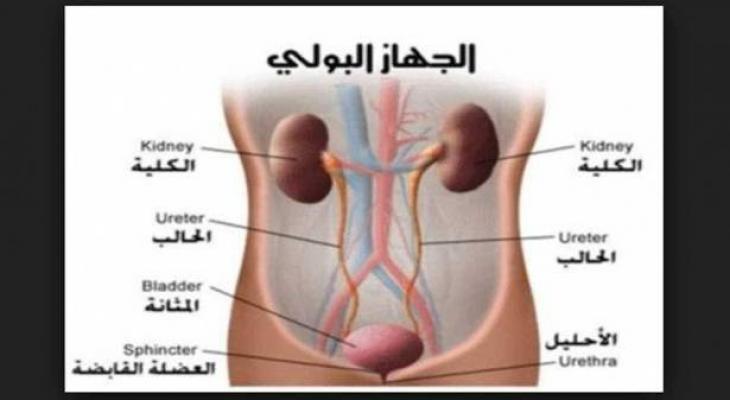 هذا ما يحدث لجسمك عندما تتأخر عن "التبول"!