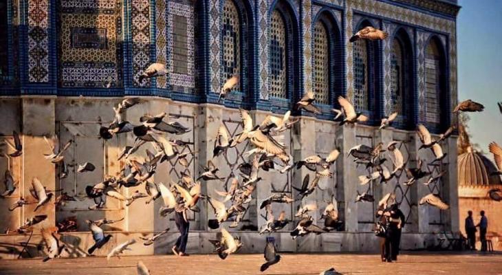 jerusalem birds