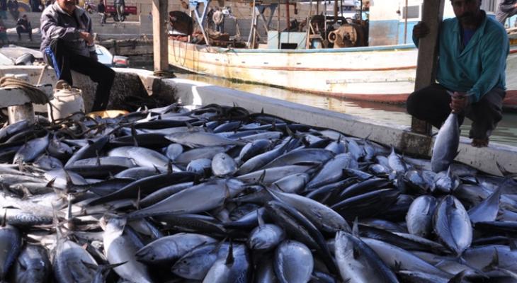 افتتاح "حسبة للسمك" داخل ميناء غزة البحري