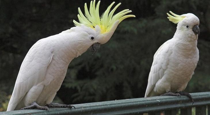 well-trained-umbrella-cockatoo-parrots-los-angeles-ca-united-states-581165-1.jpeg