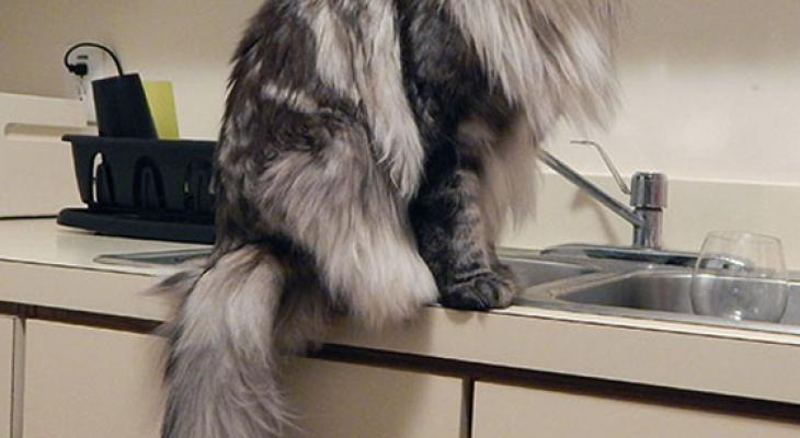 maine-coon-cats-14__605