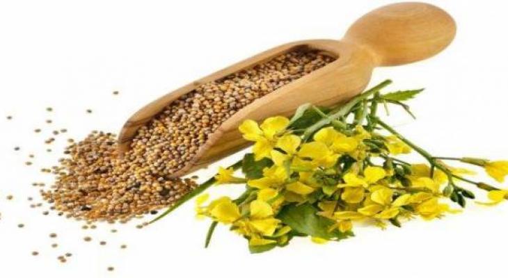 mustard-seed-oil-660x330_828156_large