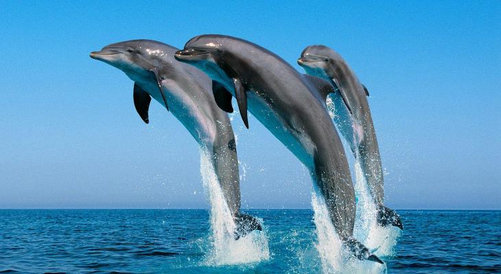 dolphins