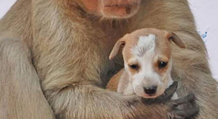 monkey-adopts-puppy-erode-india-4