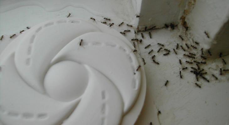 ants-600x450