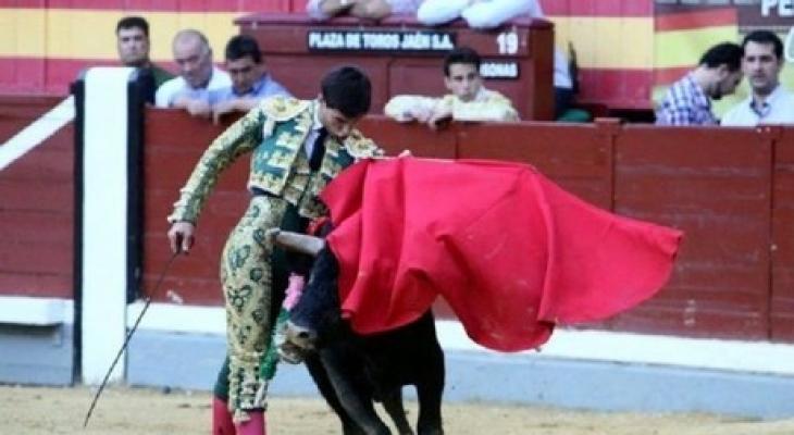 بالفيديو : ثور ينطح بقرنيه مصارعا في رقبته