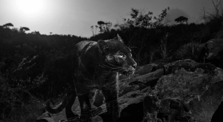 شاهد: مصوّر "يصطاد" النمر الأفريقي الأسود ..  لأول مرة منذ قرن