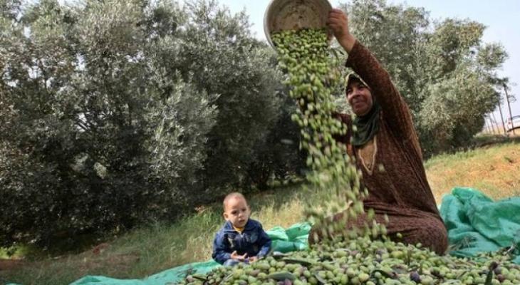 الإعلان عن موعد قطف الزيتون وتشغيل المعاصر في جنين.jpg