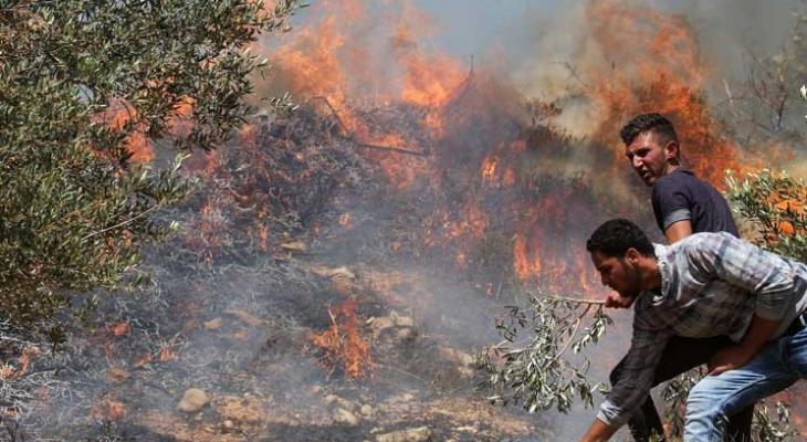 مستوطنين يحرقون مساحات واسعة من أراضي بورين جنوب نابلس.jpg