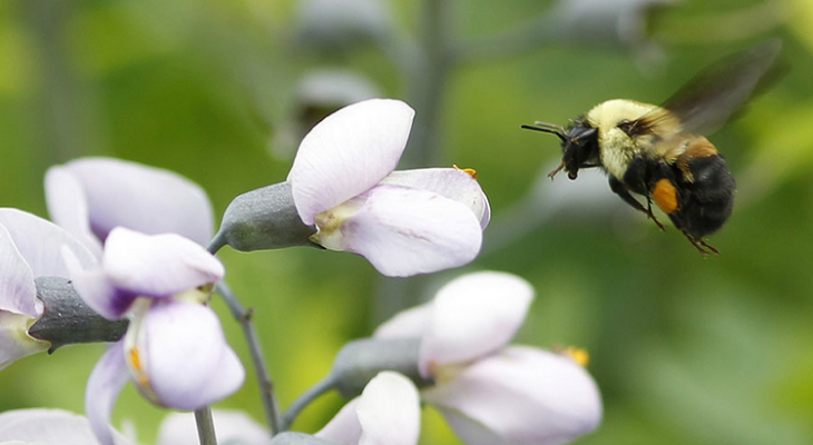 بالفيديو : أول أنواع النحل المهدد بالانقراض