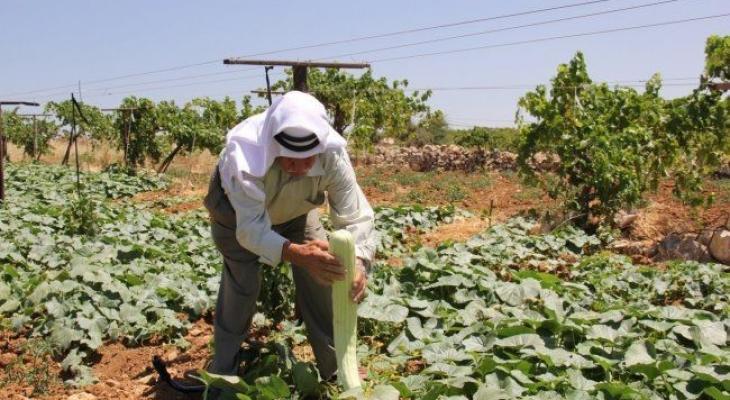 دراسة حول التحديات التي تواجه القطاع الزراعي في فلسطين.jpg