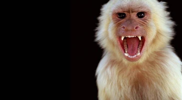 capuchin-monkeys-are-territorial-animals-depending-on-the-availability-of-food-territory-usually-ranges-from-80-to-212-acres-jpg-04275187591982982.jpg