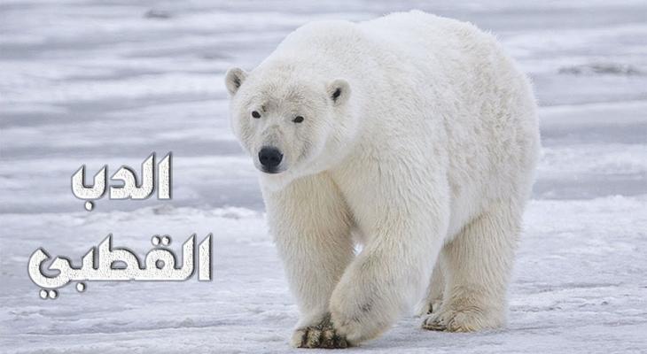 شاهد: "الدب القطبي" يغزو "روسيا"