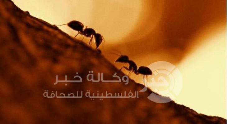 حركة مرور النمل