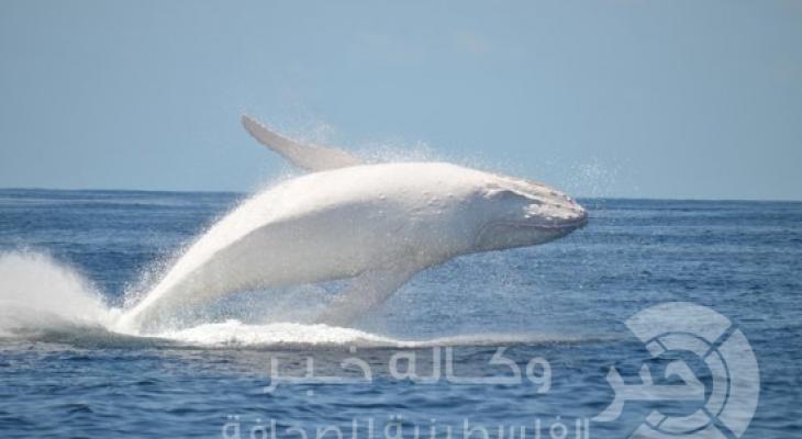 whales-in-paradise-gold