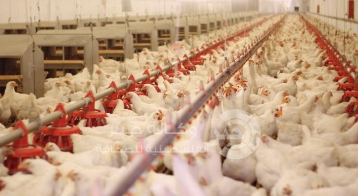 chicken-farm-poultry