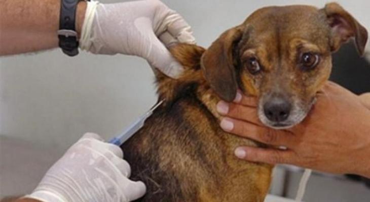 وزارة الزراعة تدعو لتعزيز الإجراءات الوقائية من داء الكلب