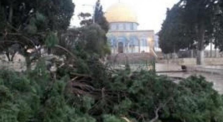 الاحتلال يقطع أشجاراً معمرة في الأقصى لنصب مزيداً من الكاميرات