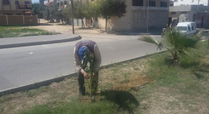 بالصور: تشجير  شارع عون الشوا جنوب مدينة غزة