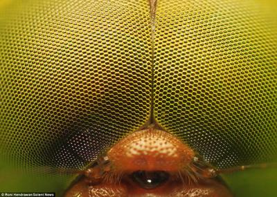 30286DDE00000578-0-This_image_captures_the_complexity_of_a_dragonfly_s_eyes_Each_ey-a-6_1452771339669