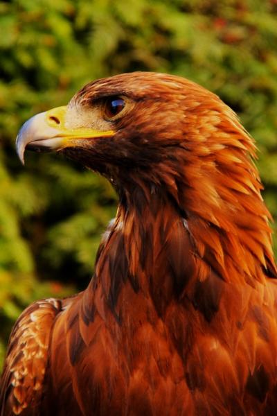 eagle-bird-predator-detail-48132-large