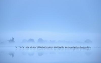 _97677667_birdsintheenvironmentsilverawardwinner.jpg