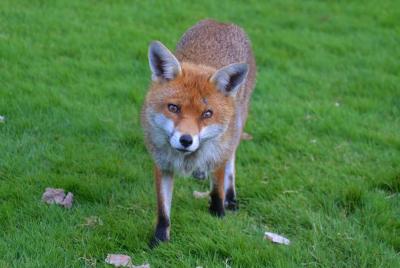 fox-wildlife-nature-predator-158455