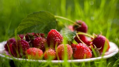 صور فواكهة (4)