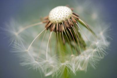 common-dandelion-dandelion-taraxacum-sect-ruderalia-56887.jpeg