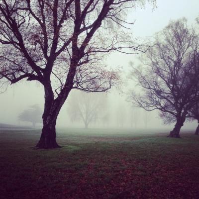 nature-forest-trees-fog-large