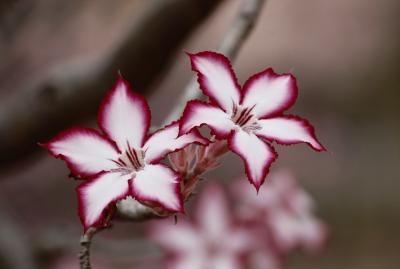 flower-impala-lily-floral-plant-65653-large