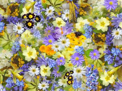 spring-flowers-flowers-collage-floral-68507-large