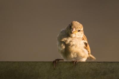 bird-sparrow-large