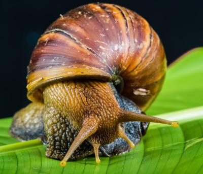 snail-slimy-land-snail-reptiles-52995