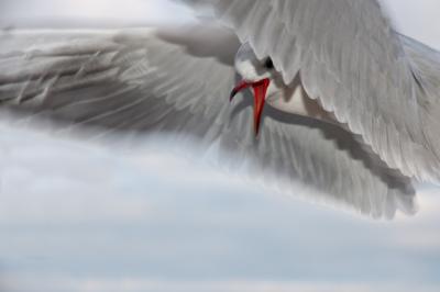 seagull-bird-close-water-bird-56867-large