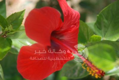 وردة من مدينة غزة
