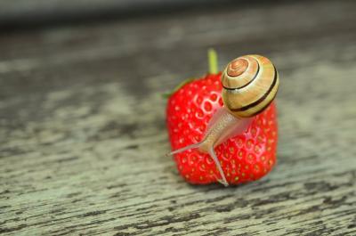 strawberry-snail-tape-worm-garden