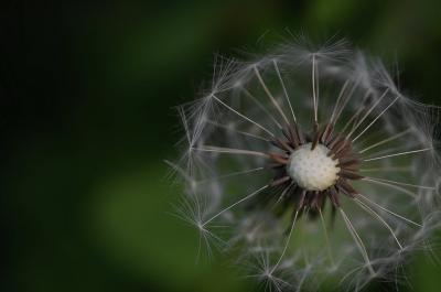 dandelion-colours-colour-green-63646.jpeg