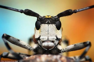 30286DD600000578-3399149-A_longhorn_beetle_stands_proud_These_beetles_typically_have_ante-a-28_1452772618799