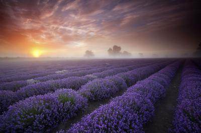 15-Lavender-Fields-France