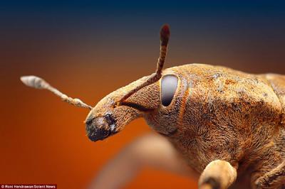 30286CC300000578-3399149-The_detail_of_a_rhubarb_weevil_shows_a_tiny_animal_which_could_a-a-35_1452774030773